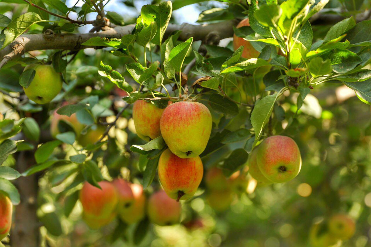 باغ سیب کشمیر